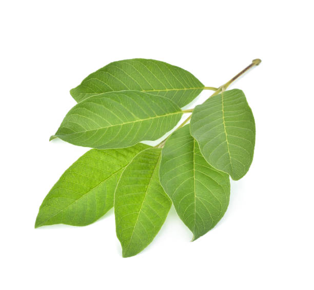 Guava leaf isolated on white background.